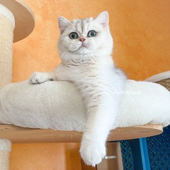 chat British Shorthair blue sunshine shaded Snow Hoko Chatterie Nekobaa