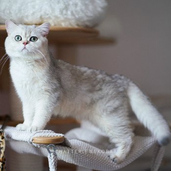 chat British Shorthair sunshine Snow Hoko Chatterie Nekobaa