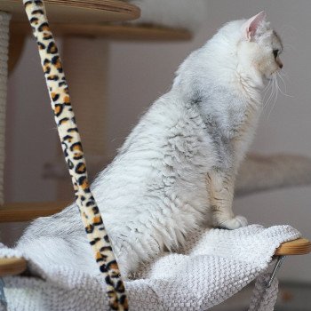chat British Shorthair sunshine Snow Hoko Chatterie Nekobaa chat British Shorthair sunshine Snow Hoko Chatterie Nekobaa