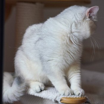 chat British Shorthair sunshine Snow Hoko Chatterie Nekobaa chat British Shorthair sunshine Snow Hoko Chatterie Nekobaa