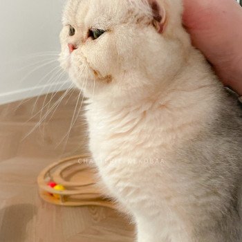 chat British Shorthair sunshine Snow Hoko Chatterie Nekobaa chat British Shorthair sunshine Snow Hoko Chatterie Nekobaa