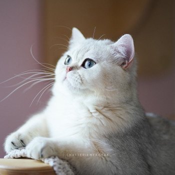 chat British Shorthair sunshine Snow Hoko Chatterie Nekobaa chat British Shorthair sunshine Snow Hoko Chatterie Nekobaa