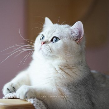 chat British Shorthair sunshine Snow Hoko Chatterie Nekobaa