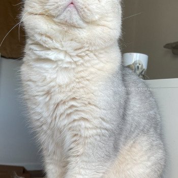 chat British Shorthair sunshine Snow Hoko Chatterie Nekobaa chat British Shorthair sunshine Snow Hoko Chatterie Nekobaa