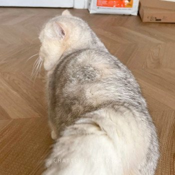 chat British Shorthair sunshine Snow Hoko Chatterie Nekobaa chat British Shorthair sunshine Snow Hoko Chatterie Nekobaa