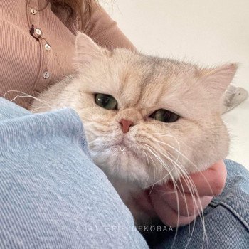 chat British Shorthair sunshine Snow Hoko Chatterie Nekobaa