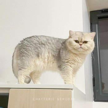 chat British Shorthair sunshine Snow Hoko Chatterie Nekobaa chat British Shorthair sunshine Snow Hoko Chatterie Nekobaa