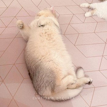 chat British Shorthair sunshine Snow Hoko Chatterie Nekobaa chat British Shorthair sunshine Snow Hoko Chatterie Nekobaa
