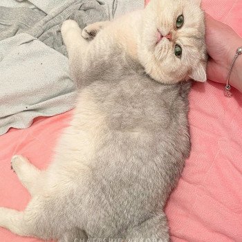 chat British Shorthair sunshine Snow Hoko Chatterie Nekobaa chat British Shorthair sunshine Snow Hoko Chatterie Nekobaa