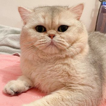 chat British Shorthair sunshine Snow Hoko Chatterie Nekobaa