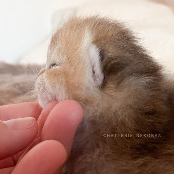 chaton British Shorthair golden Tanda Chatterie Nekobaa