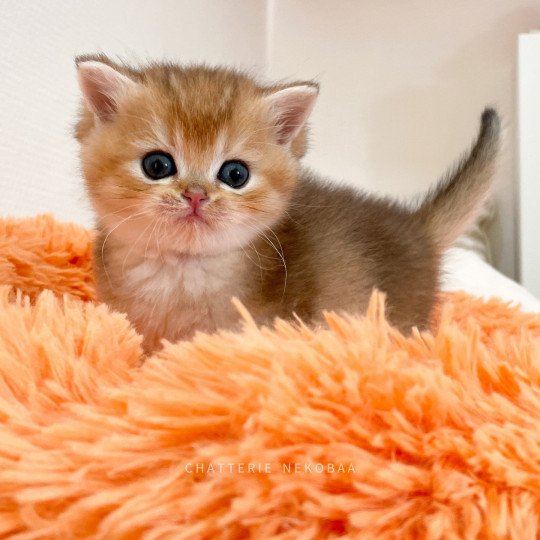 Udo Tanda Mâle British Shorthair
