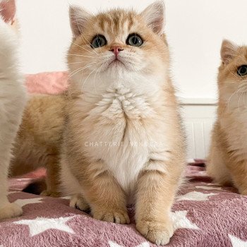 Udo Tanda Mâle British Shorthair