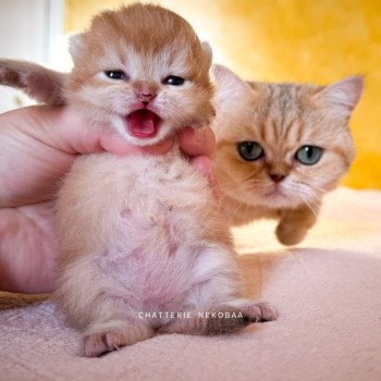 chaton British Shorthair black golden ticked tabby Tomiko Chatterie Nekobaa