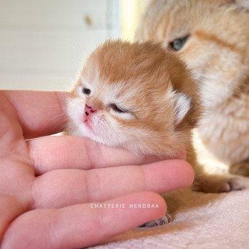 chaton British Shorthair black golden ticked tabby Tomiko Chatterie Nekobaa