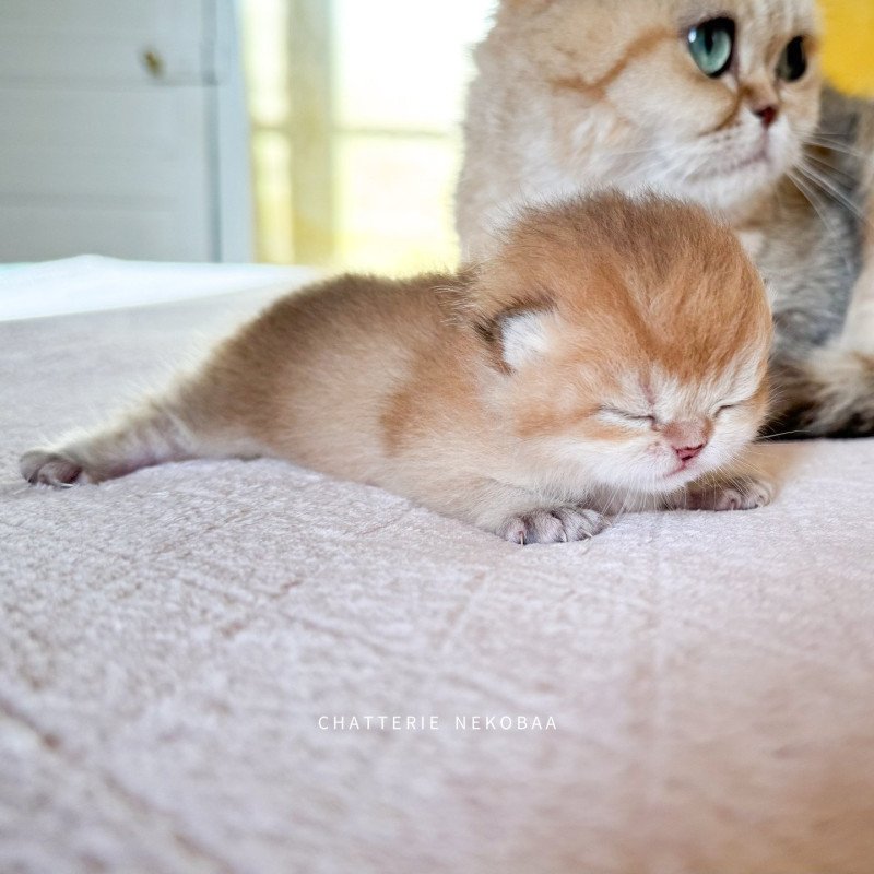 Tomiko Femelle British Shorthair