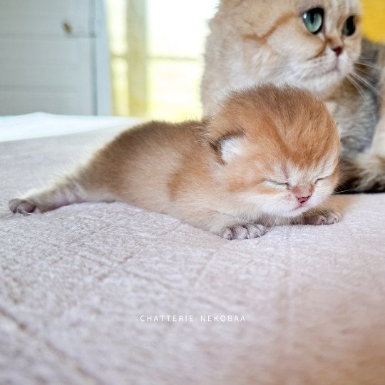 Tomiko Femelle British Shorthair