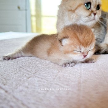 chaton British Shorthair black golden ticked tabby Tomiko Chatterie Nekobaa