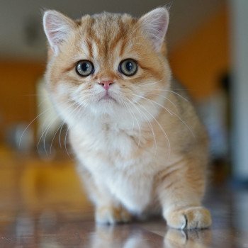 chat British Shorthair black golden shaded Tomiko Chatterie Nekobaa