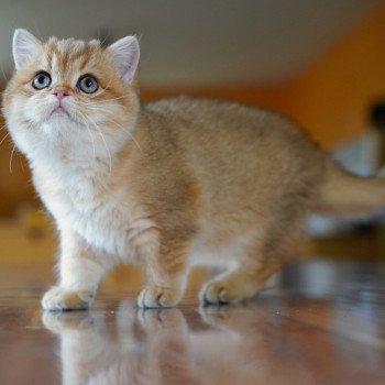 chat British Shorthair black golden shaded Tomiko Chatterie Nekobaa