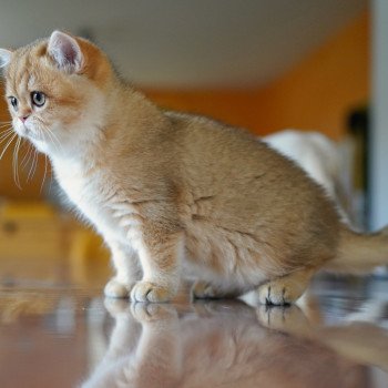 chat British Shorthair black golden shaded Tomiko Chatterie Nekobaa