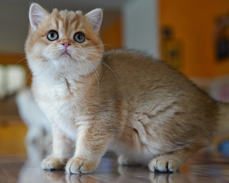 Tomiko Femelle British Shorthair