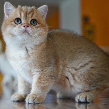 Tomiko Femelle British Shorthair