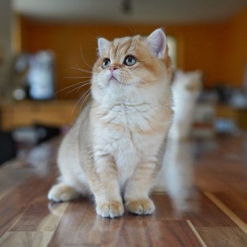 chat British Shorthair black golden shaded Tomiko Chatterie Nekobaa