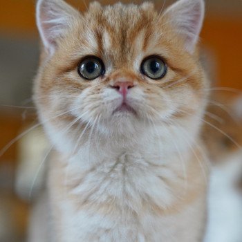 chat British Shorthair black golden shaded Tomiko Chatterie Nekobaa