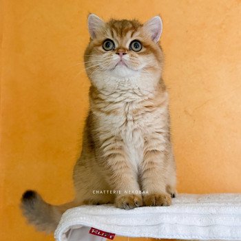 chat British Shorthair black golden shaded Tomiko Chatterie Nekobaa