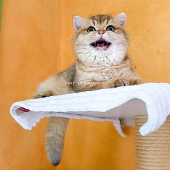 chat British Shorthair black golden shaded Tomiko Chatterie Nekobaa