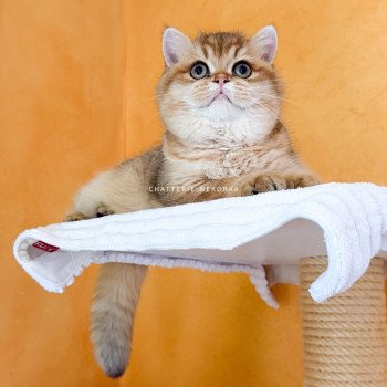 chat British Shorthair black golden shaded Tomiko Chatterie Nekobaa
