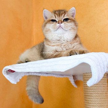 chat British Shorthair black golden shaded Tomiko Chatterie Nekobaa