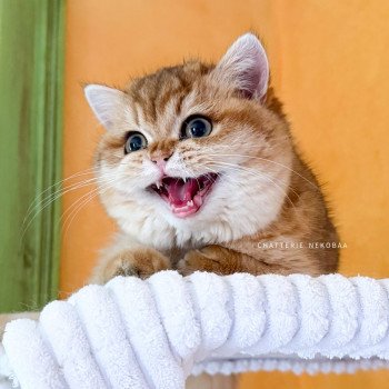 chat British Shorthair black golden shaded Tomiko Chatterie Nekobaa
