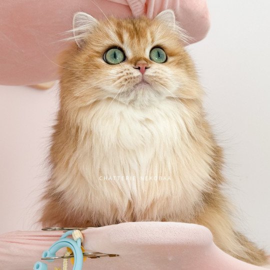 Tomoko Femelle British Longhair
