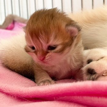 chaton British Longhair golden Tomoko Chatterie Nekobaa