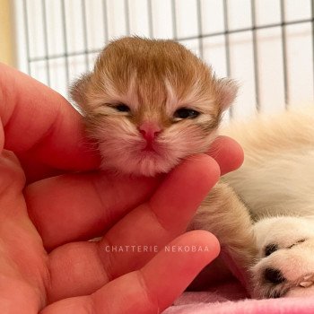 chaton British Longhair golden Tomoko Chatterie Nekobaa