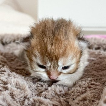 chaton British Longhair golden Tomoko Chatterie Nekobaa