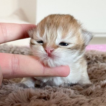 chaton British Longhair golden Tomoko Chatterie Nekobaa