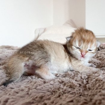 chaton British Longhair golden Tomoko Chatterie Nekobaa