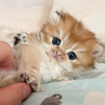 chaton British Longhair black golden shaded Tomoko Chatterie Nekobaa