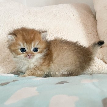 chaton British Longhair black golden shaded Tomoko Chatterie Nekobaa