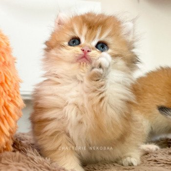 chaton British Longhair black golden shaded Tomoko Chatterie Nekobaa