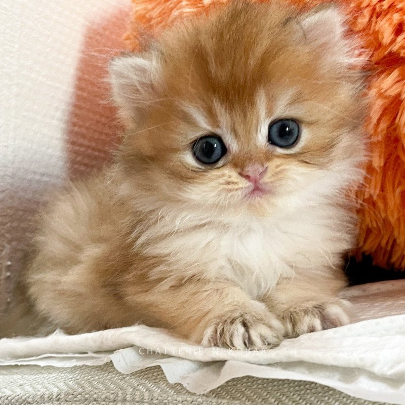 Tomoko Femelle British Longhair