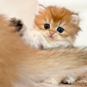 chaton British Longhair black golden shaded Tomoko Chatterie Nekobaa