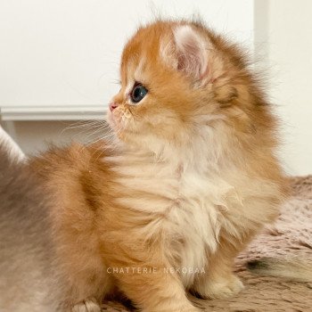 chaton British Longhair black golden shaded Tomoko Chatterie Nekobaa