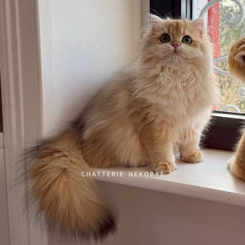 chat British Longhair Tomoko Chatterie Nekobaa