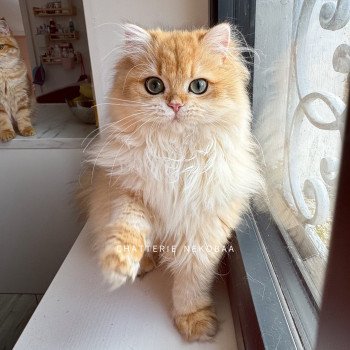 chat British Longhair Tomoko Chatterie Nekobaa