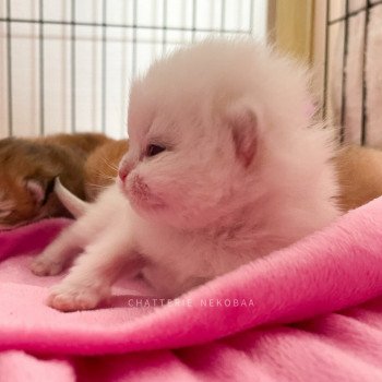 chaton British Shorthair golden point Tsunade Chatterie Nekobaa