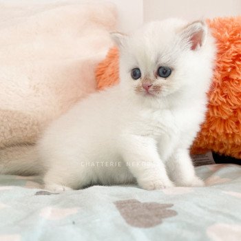 chaton British Shorthair seal golden shell point Tsunade Chatterie Nekobaa